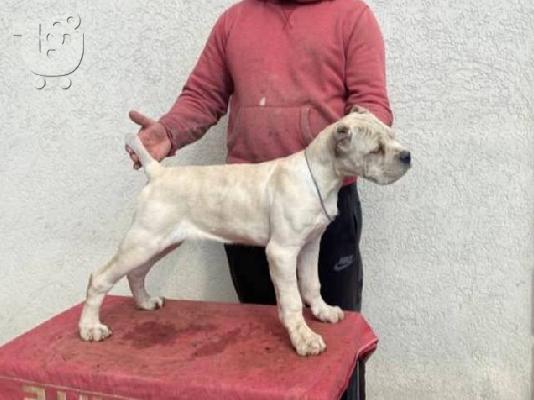 Κουτάβια Cane Corso